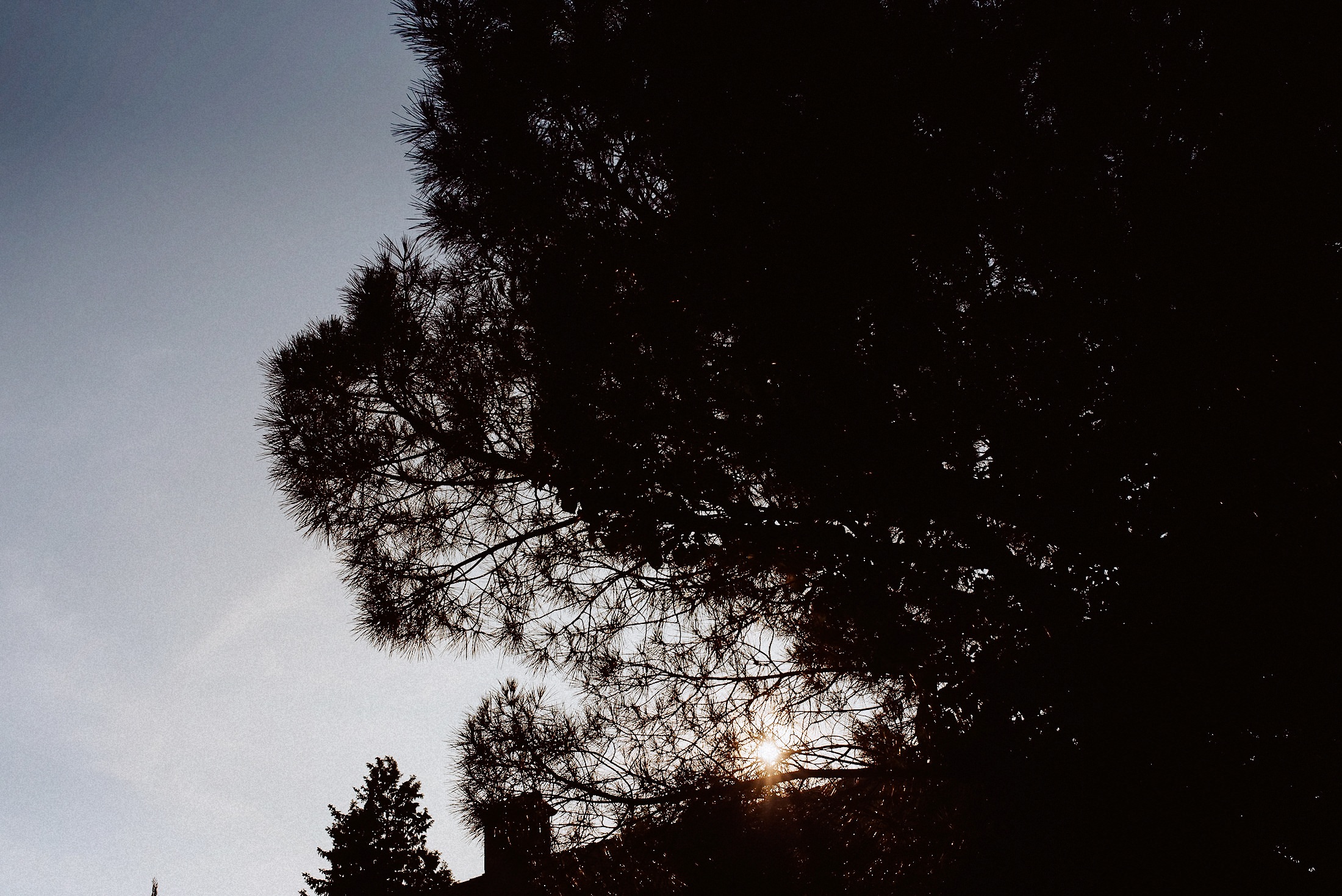 Silhouette eines Baumes in der Pfalz beim Sonnenuntergang
