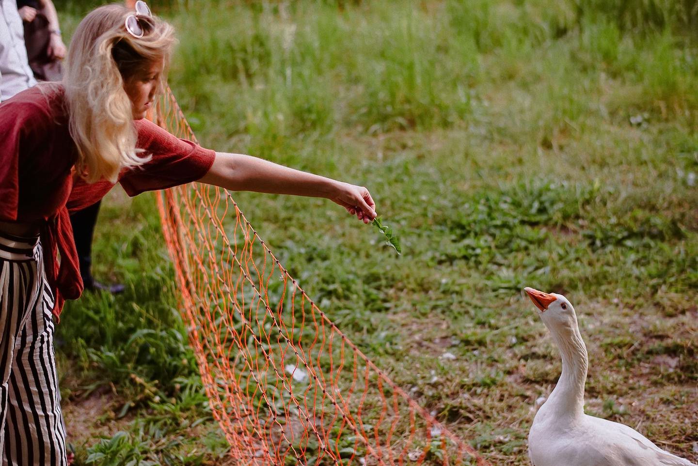 Hochzeitsgäste füttern die Gänse bei einer Hochzeit in Ruppertsberg