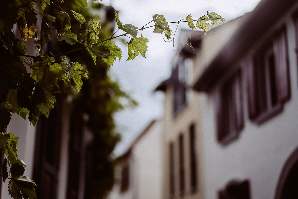 Weinblätter im Deidesheimer Ortskern